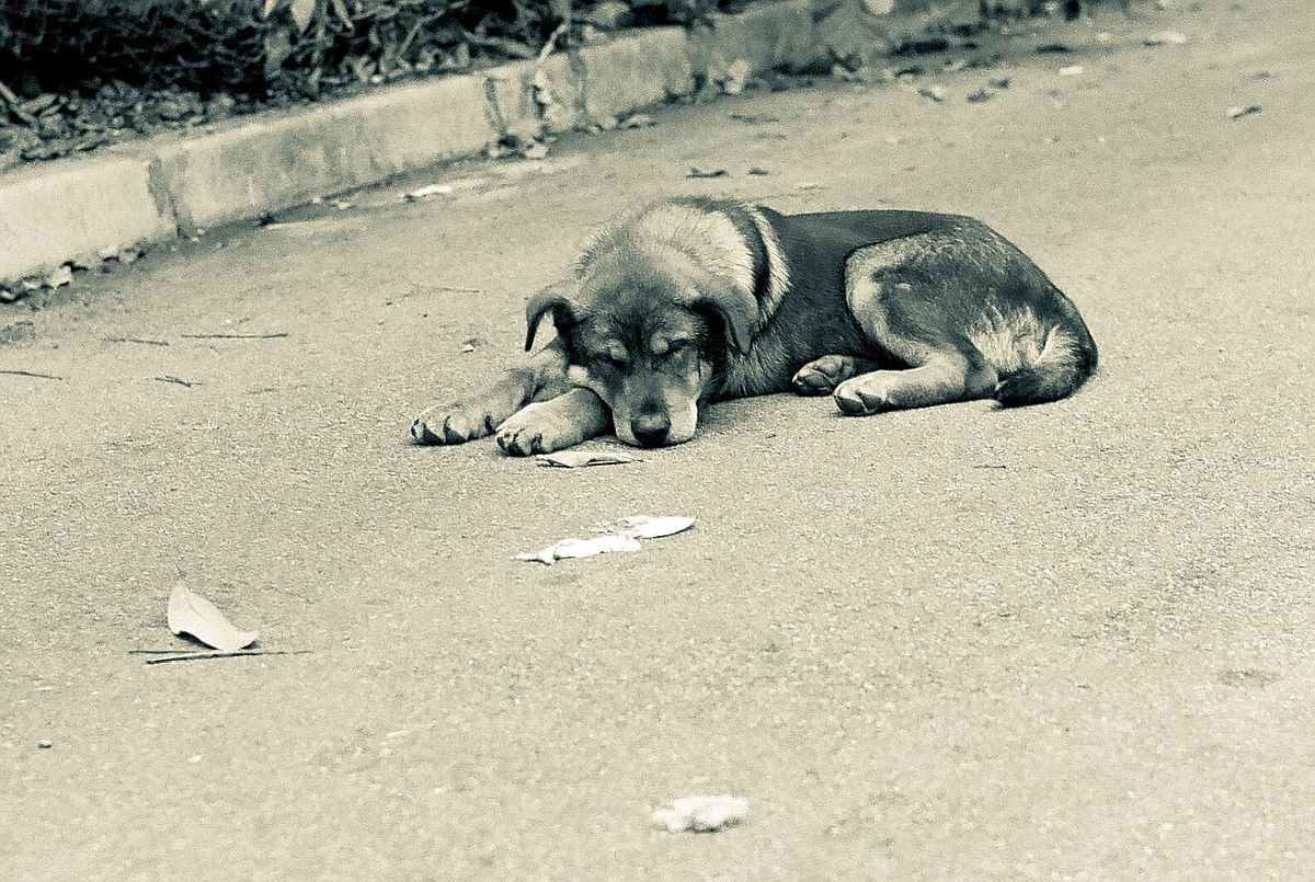 Stray está ajudando a salvar a vida de vários gatinhos